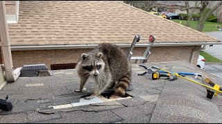 Very Protective Mother Raccoon Runs For Her Baby  Raccoon Removal From Attic [upl. by Anilatac]