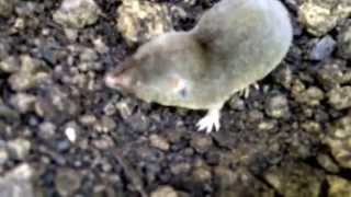 Northern shorttailed shrew Blarina brevicauda [upl. by Atnauqahs]