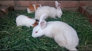 Cute rabbit step tracker rabbits tail crossword Rabbits foot stardew Cute Animal Lovers P 925 [upl. by Court]