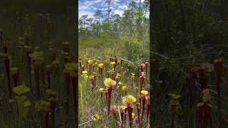 A Quick Spin Carnivorous Plant Bogs of Liberty County Florida [upl. by Eihs55]