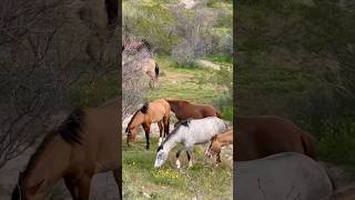 Wild Horses Inspiration mustangs horsevideo majestichorses wildlife horselife [upl. by Asikal]