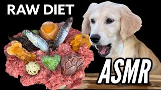 ASMR Dog Eats RAW MEAT MOUNTAIN satisfying BARF DIET [upl. by Mharg909]