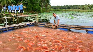 TILAPIA FISH HARVEST Harvesting and Transferring Thousands of Tilapia to a Larger Pond [upl. by Ainnat885]