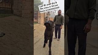 Calf का अमृत cow murrah dairyfarm farm ytstudio wildanimals wildlife farming shorts pets [upl. by Aire]