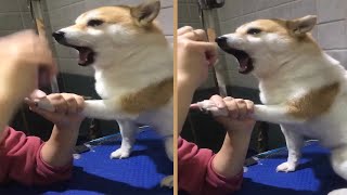 Dramatic Shiba Inu Scream at Vet while Getting Nails Clipped [upl. by Cleland]