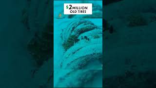 Florida spent 2 million to clean the ocean foryou ocean experiment pourtoi [upl. by Aivatahs]