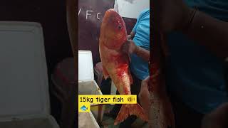 youtube fish 15 kg tiger fish 🐠🐠 [upl. by Adigun]