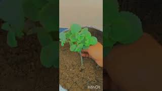 How to Grow Mexican Mint from cutting ☘️☘️ [upl. by Aicert]