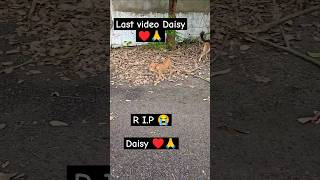 RIP 😭🙏 Daisy ♥️🐕 dog whitelab doglover rip pets short shorts youtubeshorts youtube yt [upl. by Zailer171]