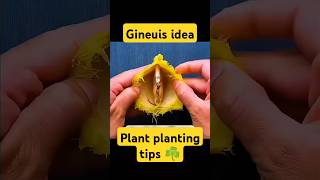 Genius Idea plant planting tips🌿🍀 foryou plants shorts [upl. by Thaddus]