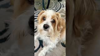 funny comedy puppy cutebreed cuteanimal cute breed cutedog pets cutebred [upl. by Tita907]