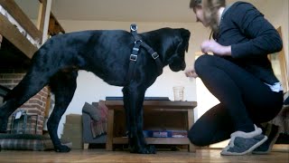 How to teach your dog to like his harness 1 [upl. by Lucy]