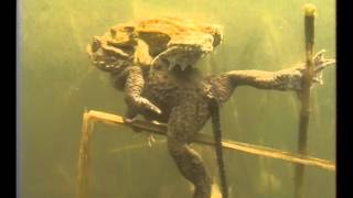 La Grenouille rousse  Documentaire Animalier [upl. by Nohtiek]