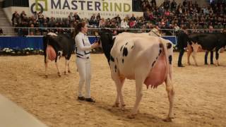 MASTERRIND Beart – Progeny presentation at Schau der Besten 2017 [upl. by Branscum683]