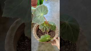 Begonia Plant Propagation from cutting 💚✨ 100 Guaranteed success shorts garden plants [upl. by Brocky]