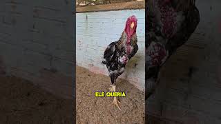 Visita Gilmar Barbosa índiogigante ovosferteis sitio fazenda ovos aves ovosfertilizados [upl. by Drapehs]