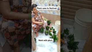 Plant care in festival indoorplants home gardenplants youtubeshorts balconygarden [upl. by Millard]