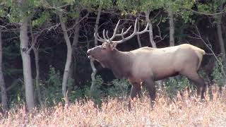 How to call in a BULL ELK with the Rocky Mountain Pack “A” Bull System [upl. by Inge]