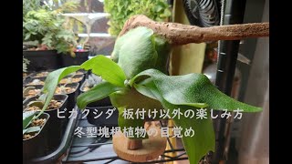 ビカクシダ 板付け以外の楽しみ方 冬型塊根植物の目覚め [upl. by Oiratnom537]