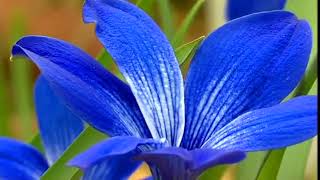 🔴 GardenersWorld 2022  Gardeners World episode 45 2022 [upl. by Devine]