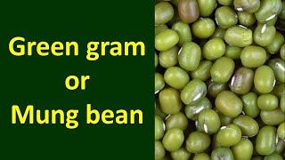 How to produce Mungbean or Greengram Vigna radiata [upl. by Nerval]