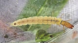 The Underwater Life of the Caddisfly [upl. by Dnalloh]