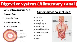 Alimentary Tract Anatomy  4 layers of alimentary canal  digestivesystem anatomy and physiology [upl. by Nahtanohj]