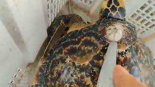 Remove barnacles from seaturtle removebarnacles [upl. by Nowyt]