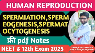 SPERMATOGENESISGPEEMEOGENESISSPERMEATIONSPERMATOCYTOGENESISHUMAN REPRODUCTIONNEET12TH BIOLOGY [upl. by Nayr126]