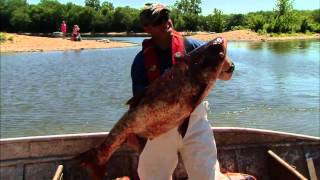 An Old Fashioned Strategy to Keep Asian Carp at Bay [upl. by Adnohsed]