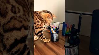 My cat Mia loves to play with pens cat funnycat bengals cute [upl. by Akcirret]