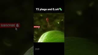 T2 phage and Ecoli 🦠 t2phage ecoli bacteria virus botany zoology itzkaium999 [upl. by Elyrehc935]