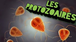 la classification des protozoaires [upl. by Amlet915]