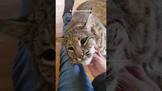 Baby lynx lynx pets rescue animals [upl. by Threlkeld305]