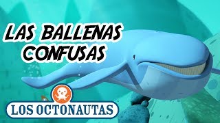 Los Octonautas Oficial en Español  Las Ballenas Confusas  Episodio 16 [upl. by Knepper]