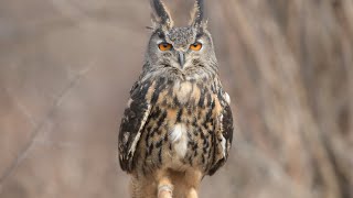 Eurasian EagleOwl call  sounds  vocals  birds of prey [upl. by Chuch]