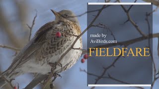 Fieldfare Turdus Pilaris [upl. by Phil]