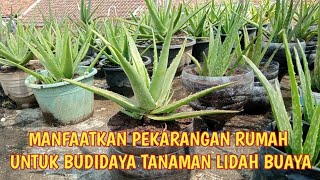 MANFAATKAN PEKARANGAN RUMAH BUDIDAYA TANAMAN LIDAH BUAYA [upl. by Efthim308]