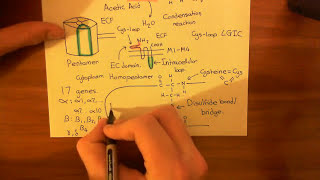 Acetylcholinesterases and Acetylcholinesterase Inhibitors Part 2 [upl. by Adnawak]