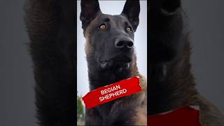 Belgian Shepherd dogs rasanjing animals doglovers [upl. by Bronwen]