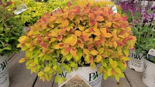 Double Play® Big Bang amp Artisan® Spirea Spiraea  Superb Easy to Grow Colorful Dwarf Shrubs [upl. by Gustafsson]