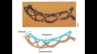 Unit8A Homologous Recombination [upl. by Lamar]