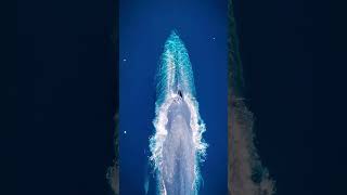 The Enormous Blue Whale – Earth’s 33Meter Marine Marvel [upl. by Annairda]