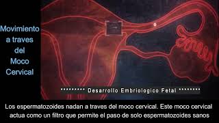 Desarrollo Embriológico y Fetal Desde la Fecundación hasta el Nacimiento [upl. by Gaby165]