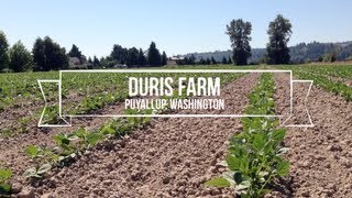 Meet Duris Farm  Puyallup Washington [upl. by Anilocin326]