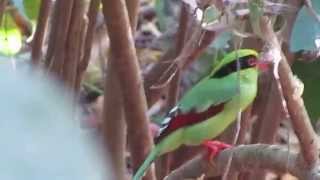 Common Green Magpie Cissa chinensis [upl. by Rusel53]