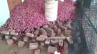 Onion Storage in India  Homemade onion storage cheapest onion storage [upl. by Gerfen105]