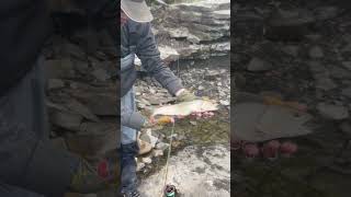 Release of a bull trout trout fishing bulltrout flyfisherman sport viral shorts fyp [upl. by Scholem]