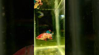 Betta Fish Cross Breeding For New Genetic Nd Colour  shorts breeding betta [upl. by Jennilee]