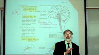 REVIEW OF THE FUNCTIONAL AREAS OF THE BRAIN Part 1 by Professor Fink [upl. by Aurel]